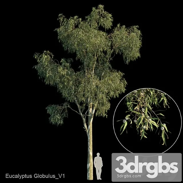 Eucalyptus globulus var1