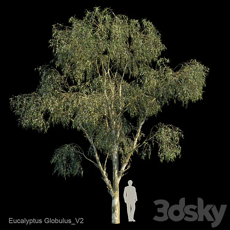 Eucalyptus Globulus Var2 3DS Max Model