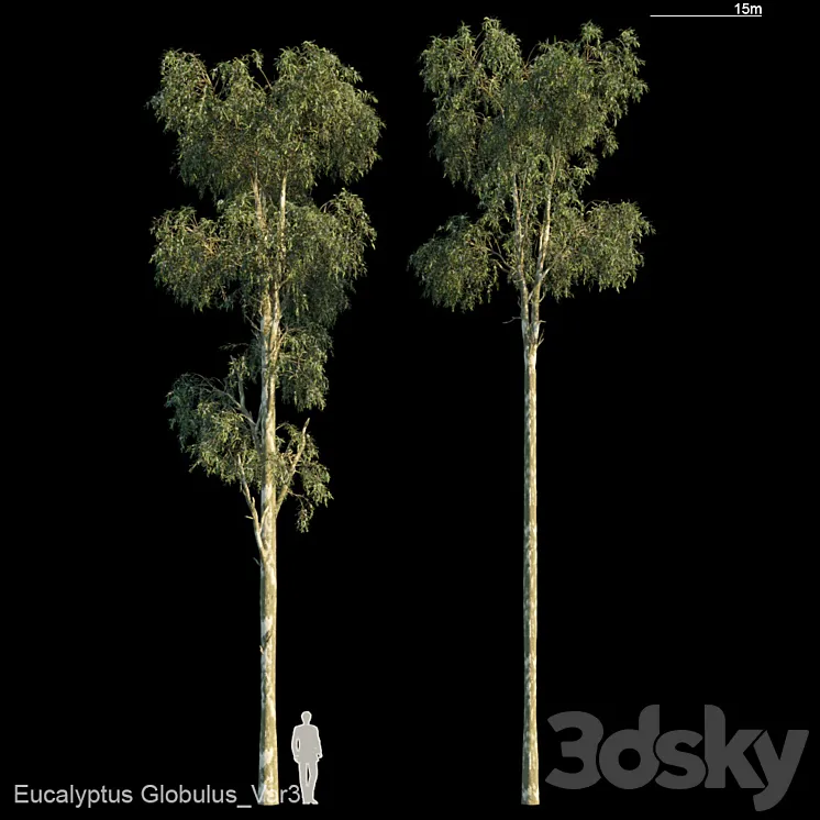 Eucalyptus Globulus Var3 3DS Max Model