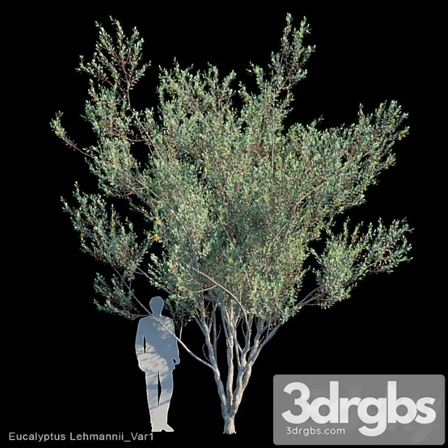 Eucalyptus lehmannii var1