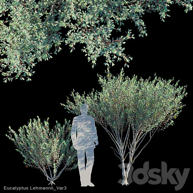 Eucalyptus Lehmannii Var3 3ds Max