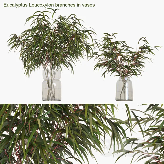 Eucalyptus Leucoxylon branches in vases 3DSMax File