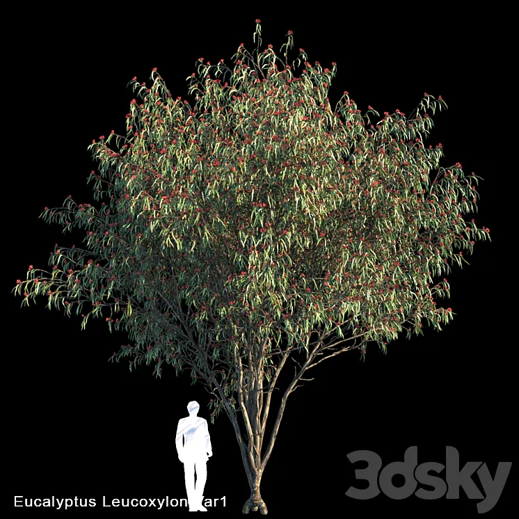 Eucalyptus Leucoxylon Var1 3DS Max