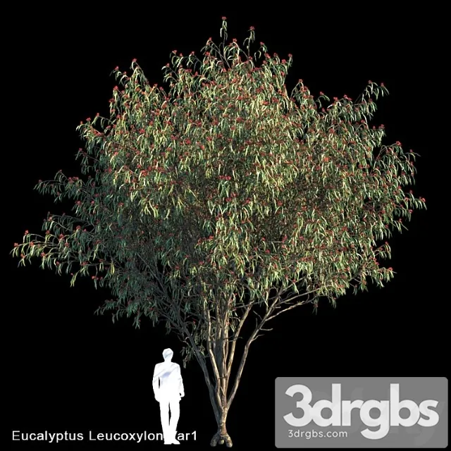 Eucalyptus leucoxylon var1