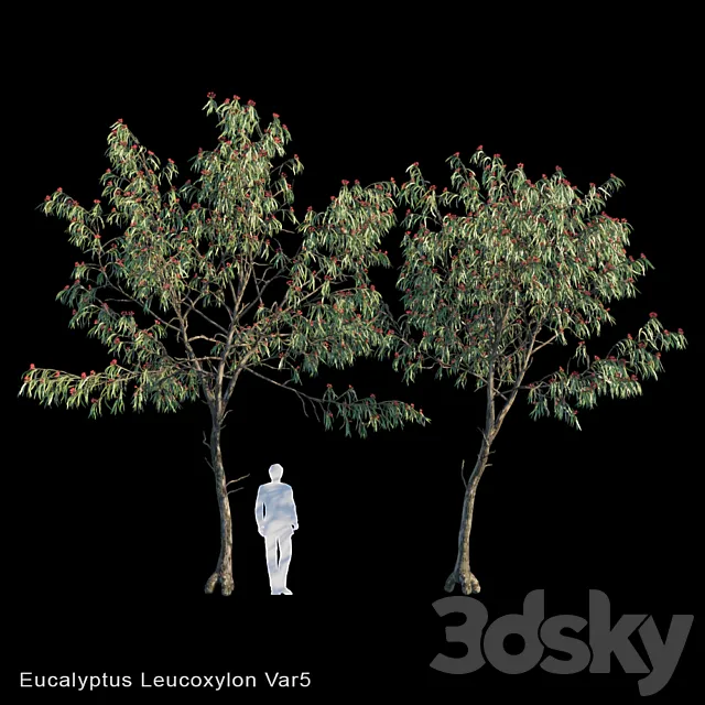 Eucalyptus Leucoxylon Var5 3ds Max