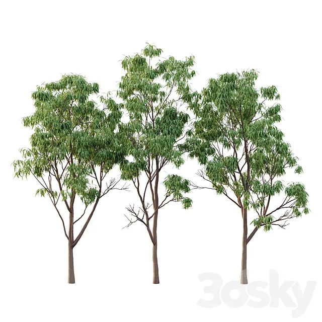 Eucalyptus Robusta Trees 02 3dsMax Model