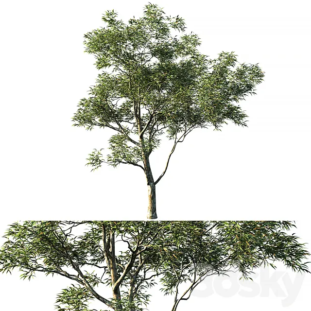 Eucalyptus saligna 03 3DSMax File