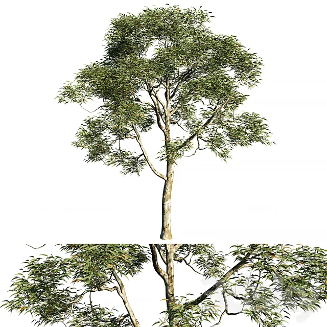 Eucalyptus saligna tree 02 3ds Max