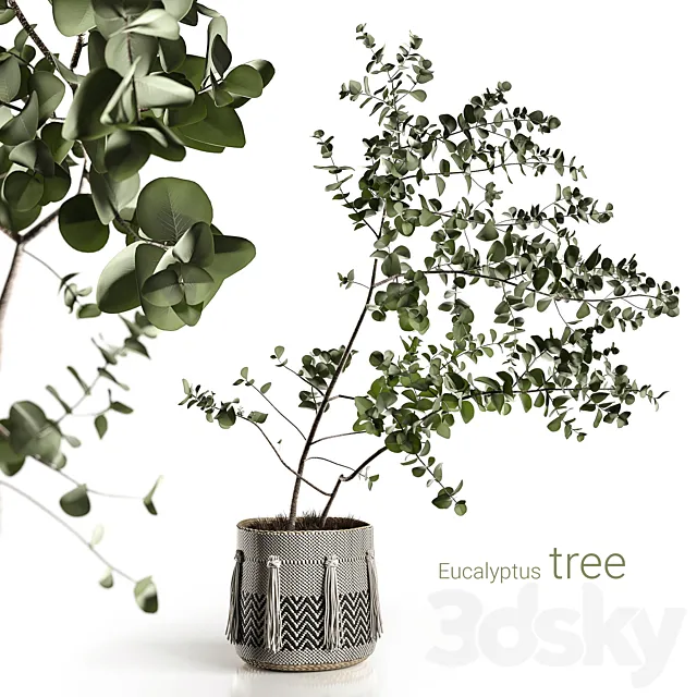 Eucalyptus tree 3DSMax File