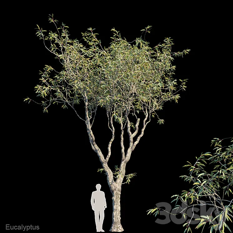 Eucalyptus trees 3DS Max