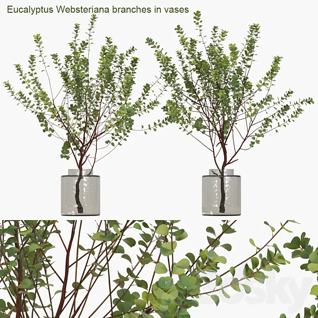 Eucalyptus Websteriana branches in vases # 1 3DSMax File