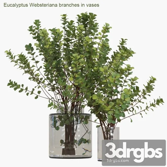 Eucalyptus Websteriana Branches in Vases 2 3dsmax Download