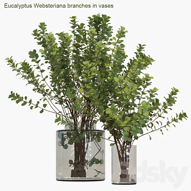 Eucalyptus Websteriana branches in vases # 2 3DSMax File