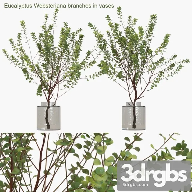 Eucalyptus Websteriana Branches in Vases 3dsmax Download