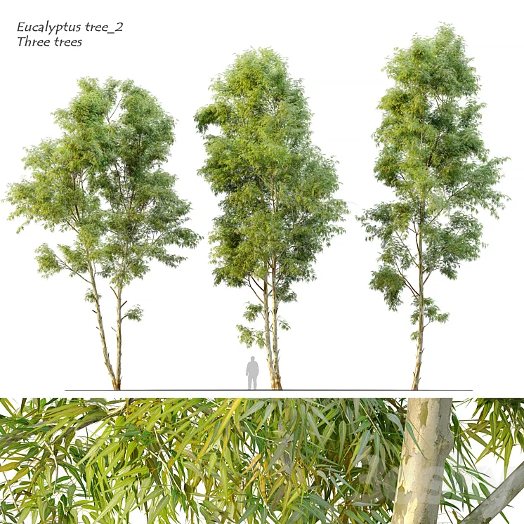 Eucalyptus_2 3DS Max