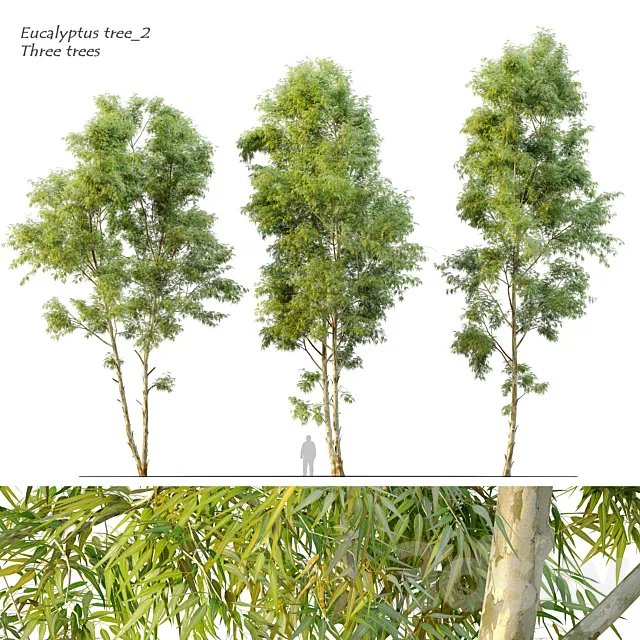 Eucalyptus_2 3DSMax File