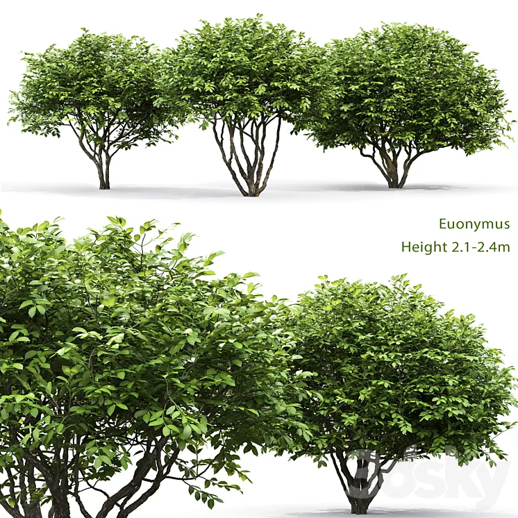 Euonymus 3DS Max