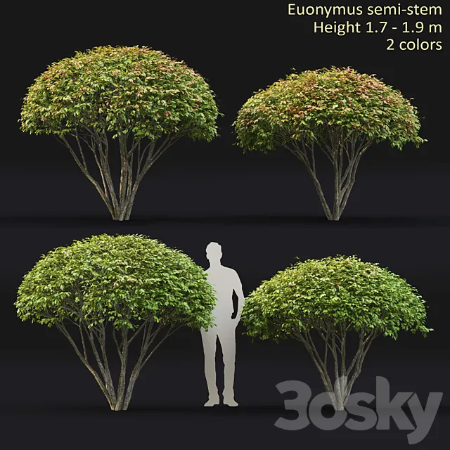 Euonymus 3ds Max