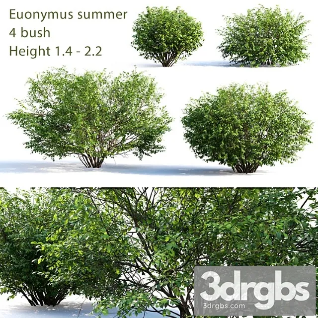 Euonymus 4 Summer 3dsmax Download