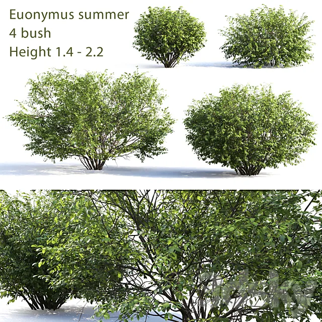 Euonymus # 4 (Summer) 3DSMax File
