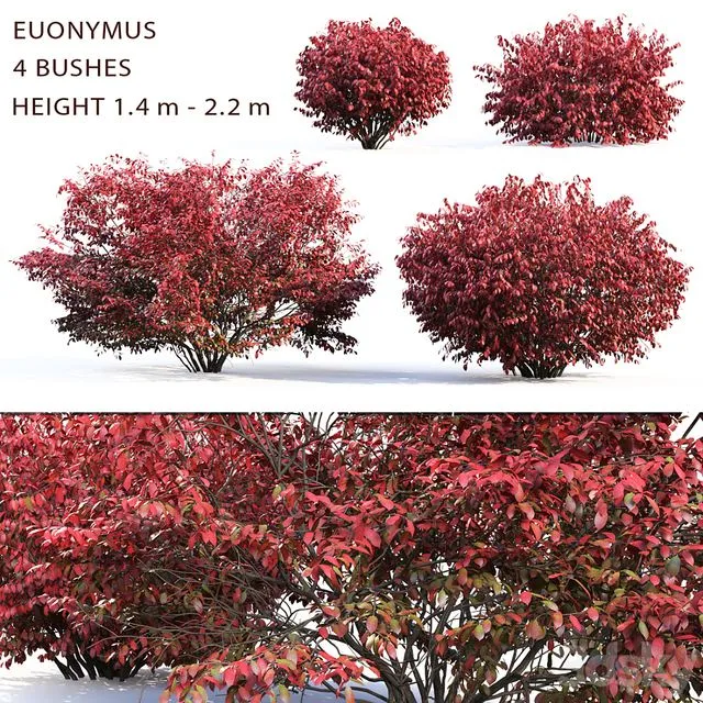 Euonymus bush (1.4 m to 2.4 m) 3dsMax Model