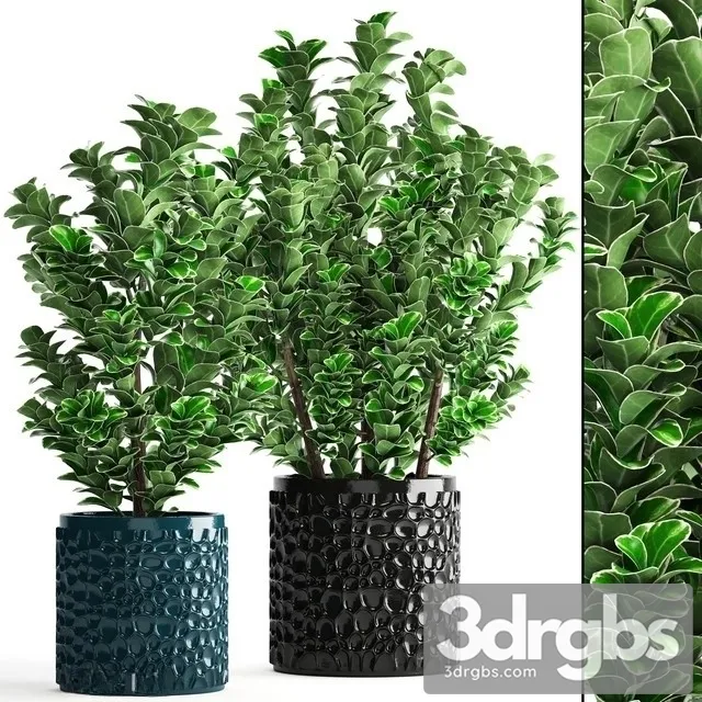 Euonymus In Pot 3dsmax Download