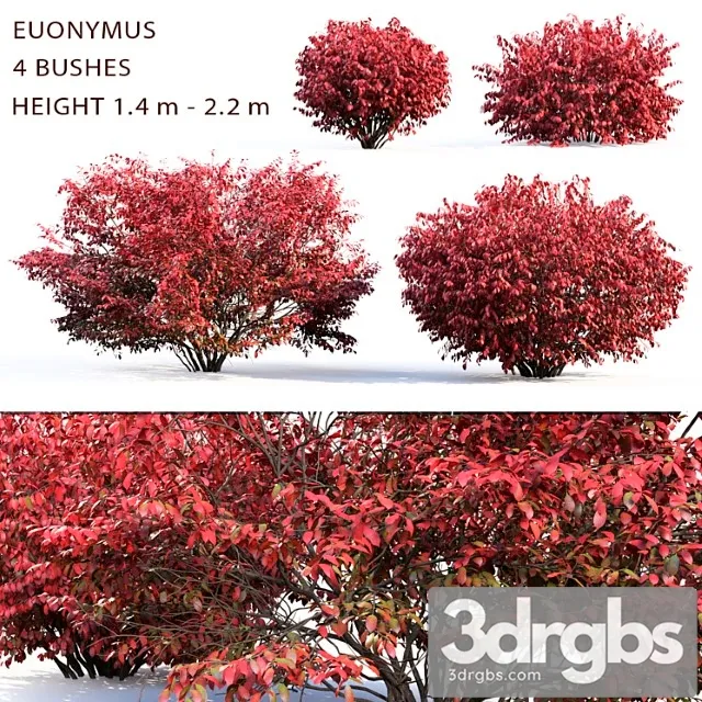 Euonymus_2