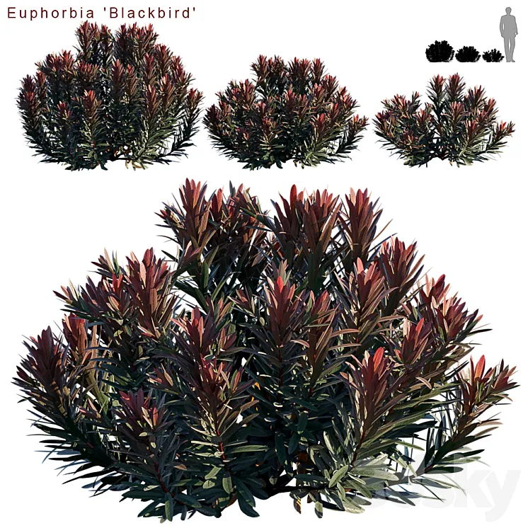 Euphorbia Blackbird | Cushion spurge 3DS Max