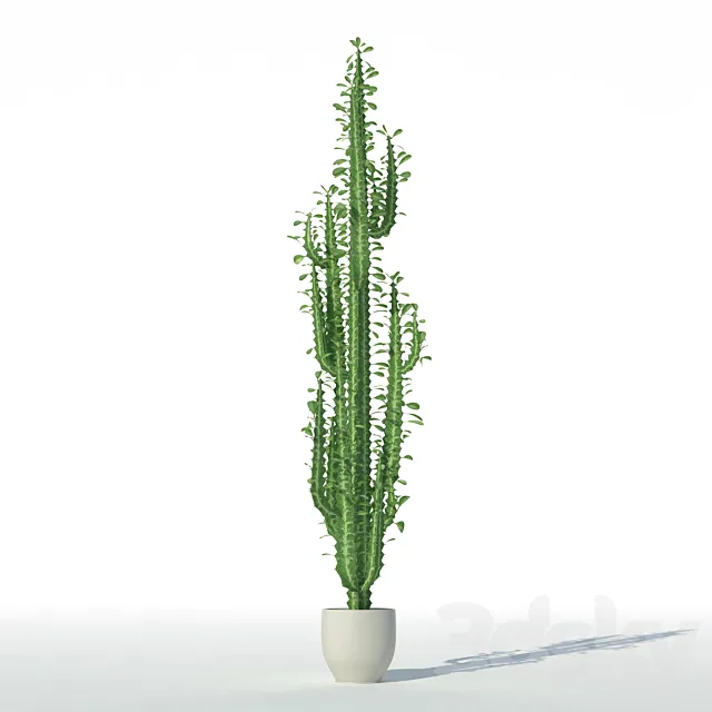 Euphorbia triangular 3DSMax File