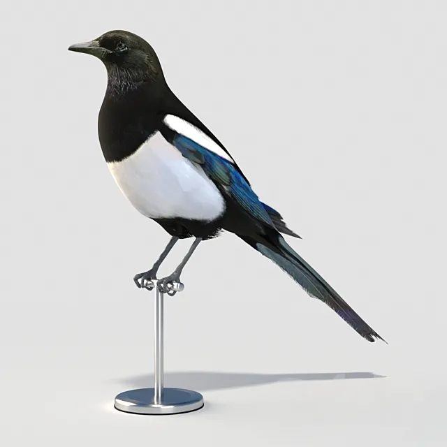 Eurasian (Common) Magpie 3ds Max