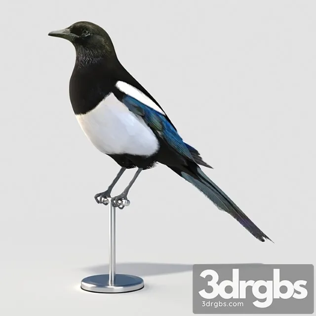 Eurasian (common) magpie