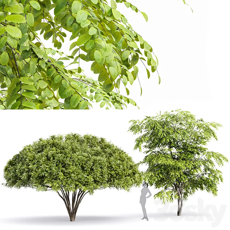 European Bladdernut Staphylea Pinnata and Palo verde trees 3DS Max
