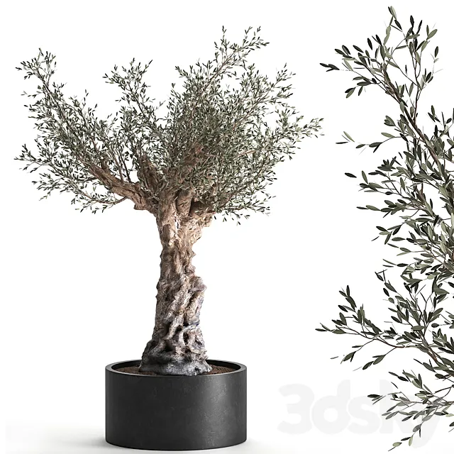 European olive tree in a black metal outdoor pot and vase topiary. 985. 3DS Max Model