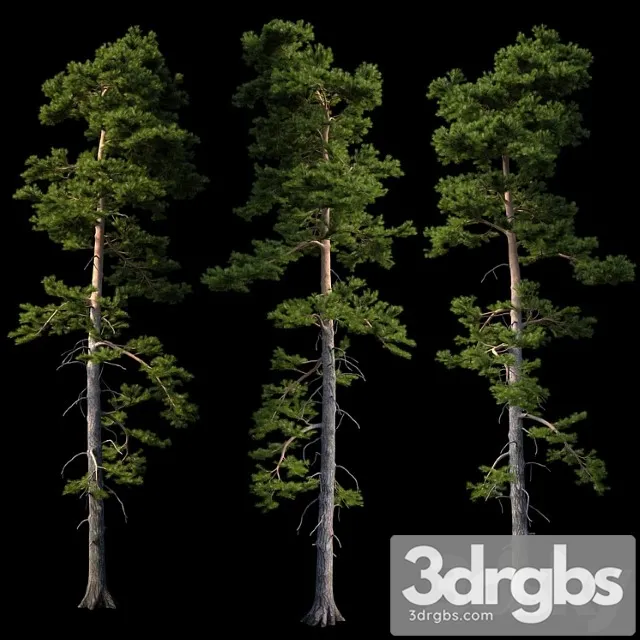 European Pine 3dsmax Download