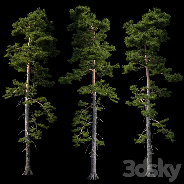 European pine 3DS Max