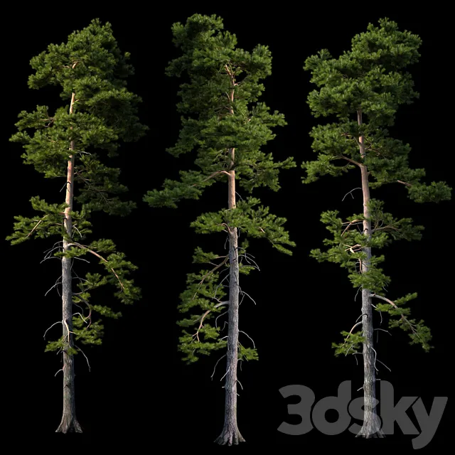 European pine 3DSMax File