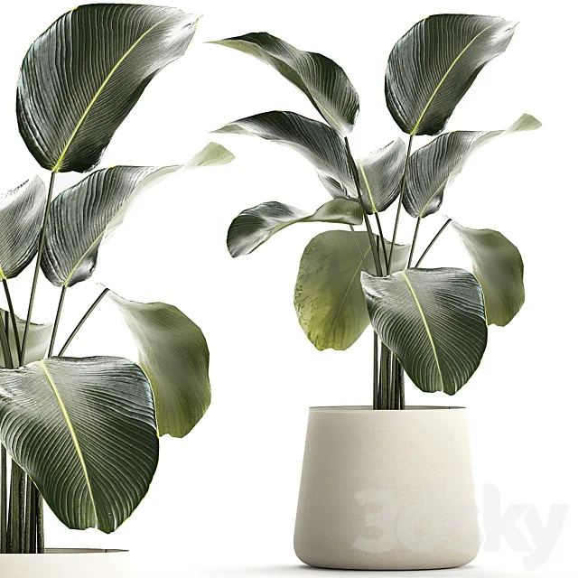 Exotic bush Calathea lutea in a pot Strelitzia. Plants 1310 3DS Max Model