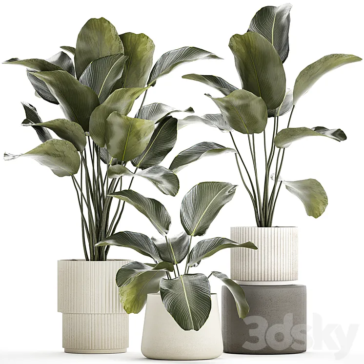 Exotic bush plants in a flower pot Calathea lutea Strelitzia. set of plants 1317 3DS Max
