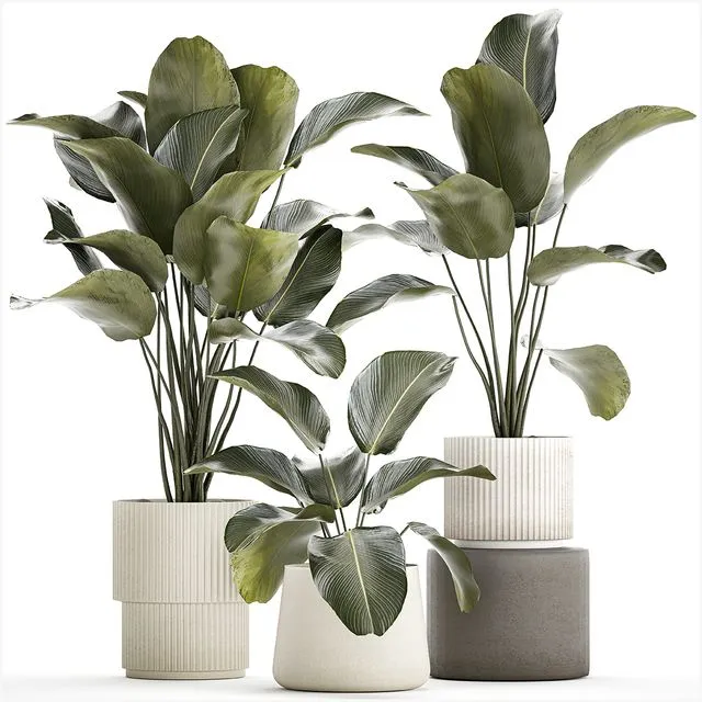 Exotic bush plants in a flower pot Calathea lutea Strelitzia. set of plants 1317 3dsMax Model
