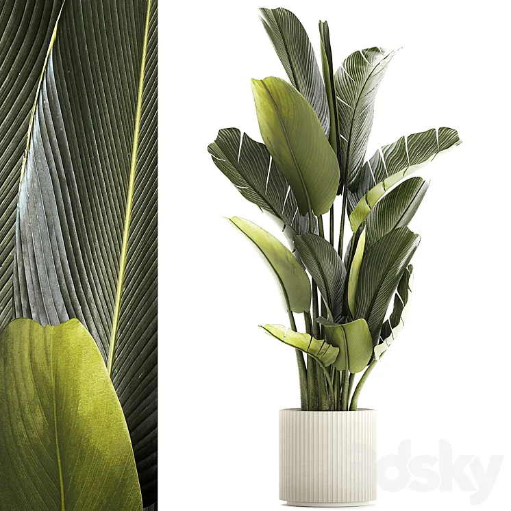 Exotic bush plants in a flower pot Ravenala Strelitzia Banana palm. Plant collection 1328 3DS Max Model