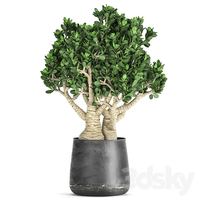 Exotic plant in a metal pot with a flower Crassula.  931. 3ds Max