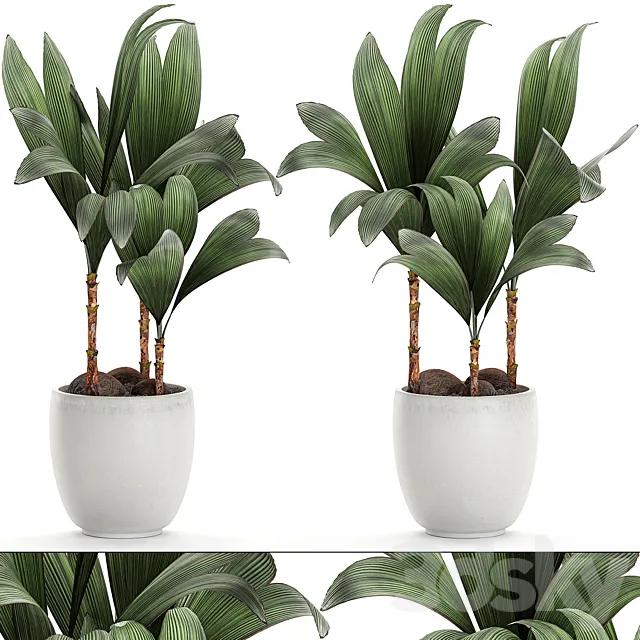 Exotic small flower coconut nutsifera in a white pot Coconut palm mini. Set 679. 3DS Max Model