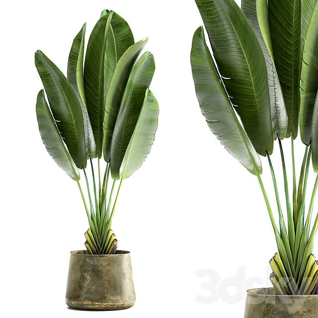 Exotic small flower in a pot with Ravenala Strelitzia Banana palm. 926. 3DS Max Model