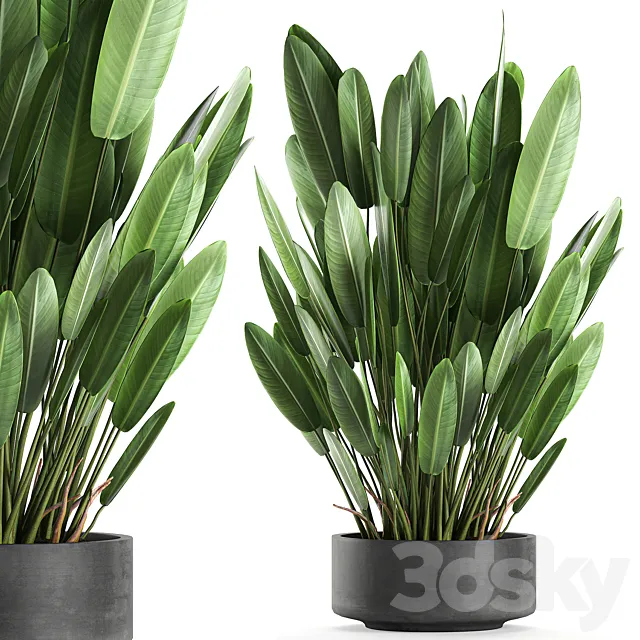 Exotic thickets in a black pot with a Strelitzia flower ravenala. Set 740. 3DS Max Model