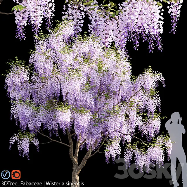 Fabaceae | Wisteria sinensis 04 3ds Max