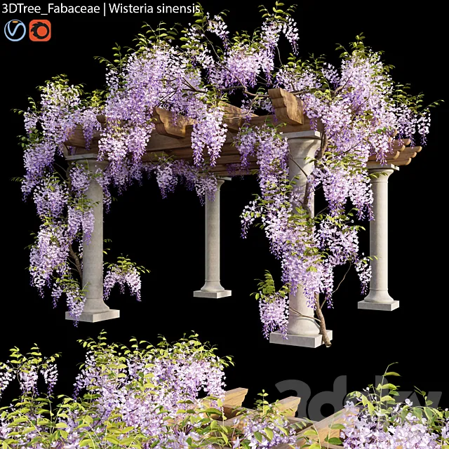 Fabaceae | Wisteria sinensis 05 3ds Max