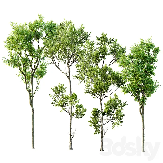 Fagus Grandifolia and Celtis Australis 3DS Max Model