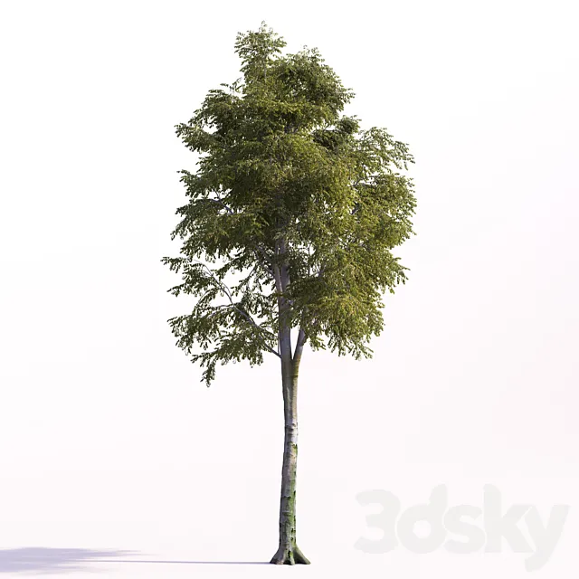 Fagus sylvatica 3ds Max