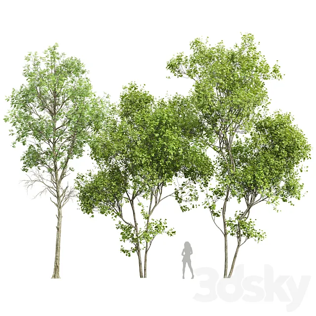 Fagus Sylvatica and Acer Saccharinum Summer 3ds Max