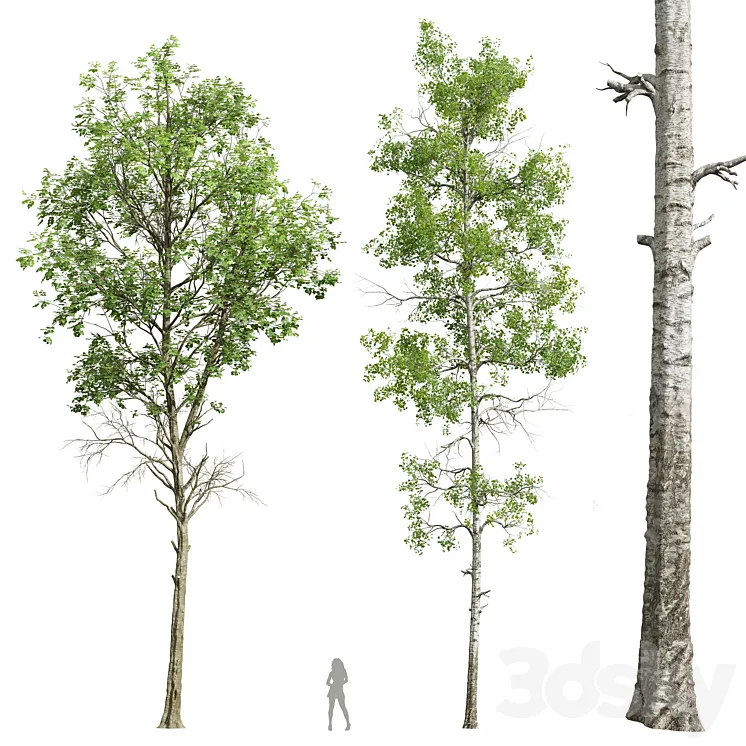 Fagus Sylvatica and Populus Tremuloides 3DS Max